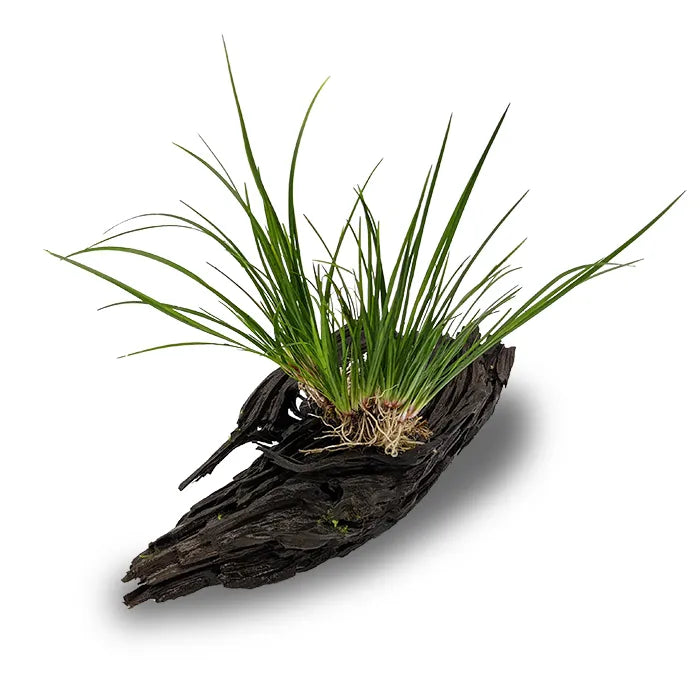 Dwarf Green Rush Acorus Gramineus - Medium Driftwood (Terrarium Only)