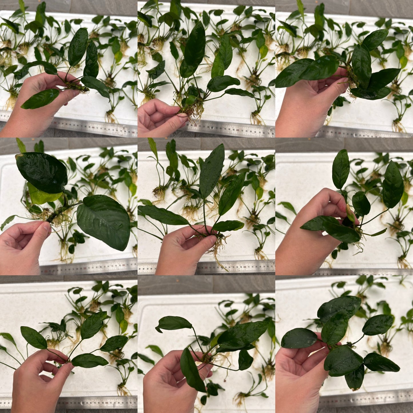 5x Assorted Anubias Special