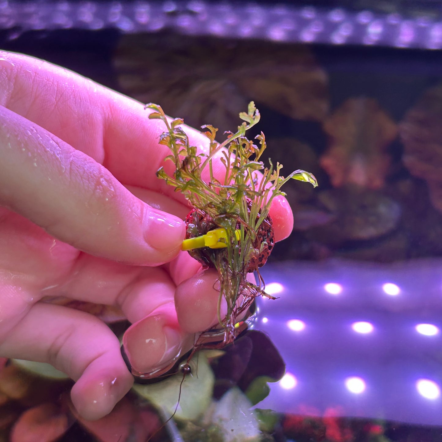 Bolbitus Gua Angin RARE