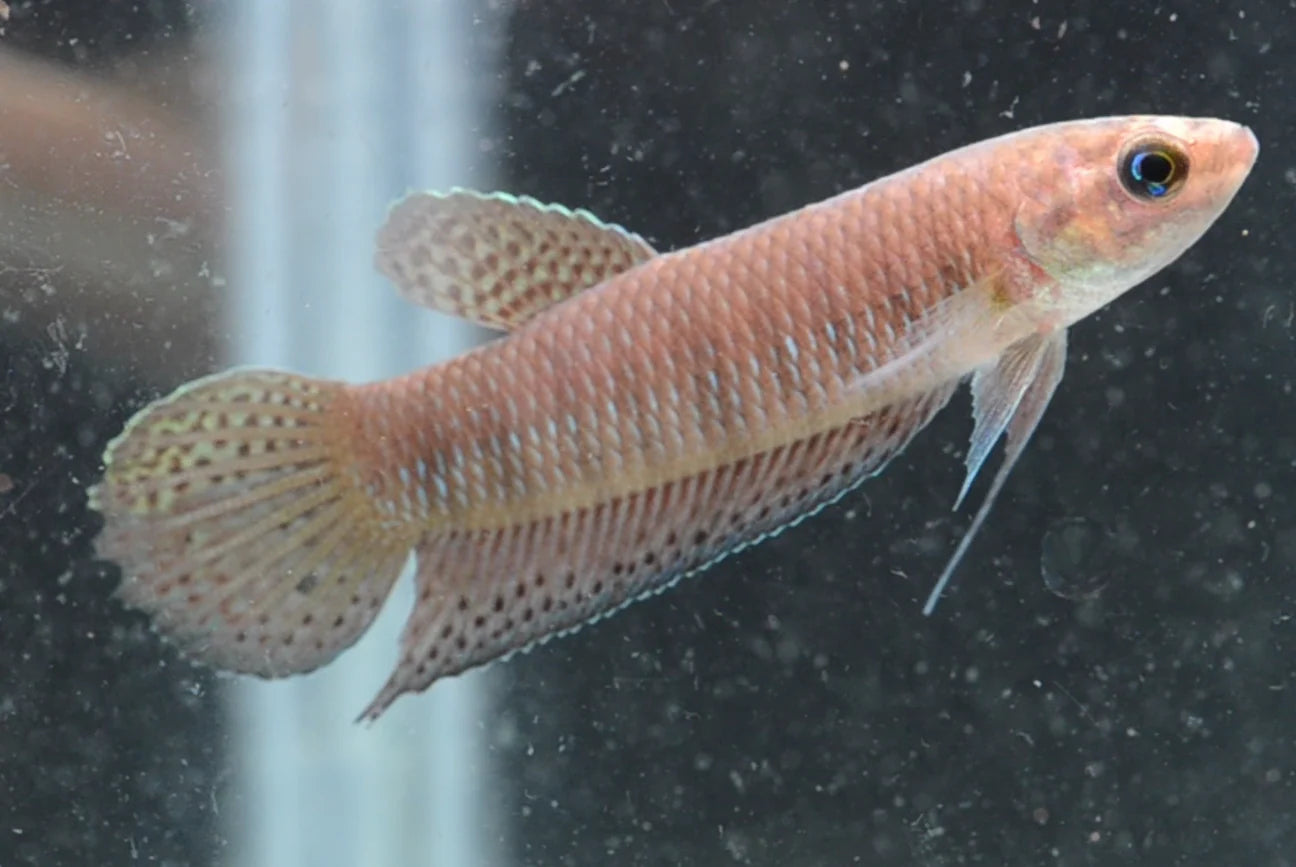 Betta Simorum Unsexed Wild 5cm