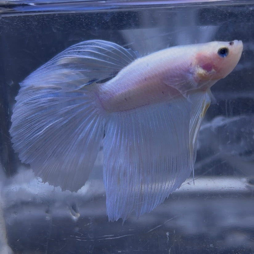 King Rose Tail Betta Male (B)