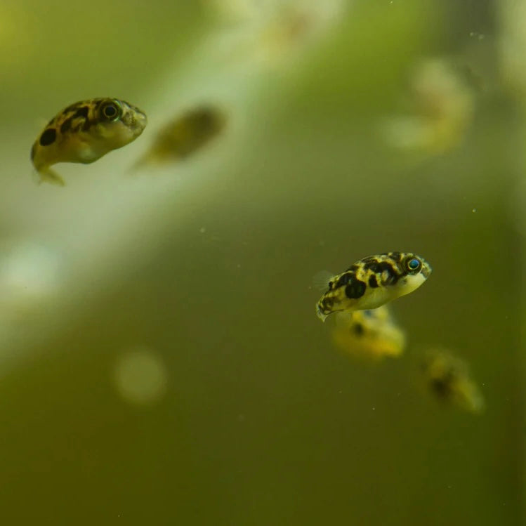 Pea Puffer 1cm