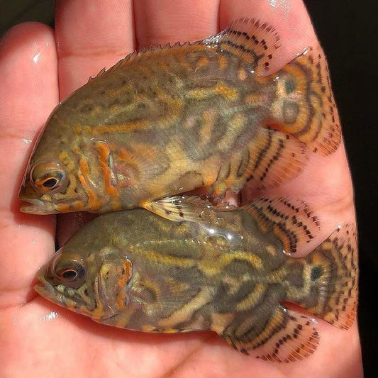 Wild Oscar 6cm