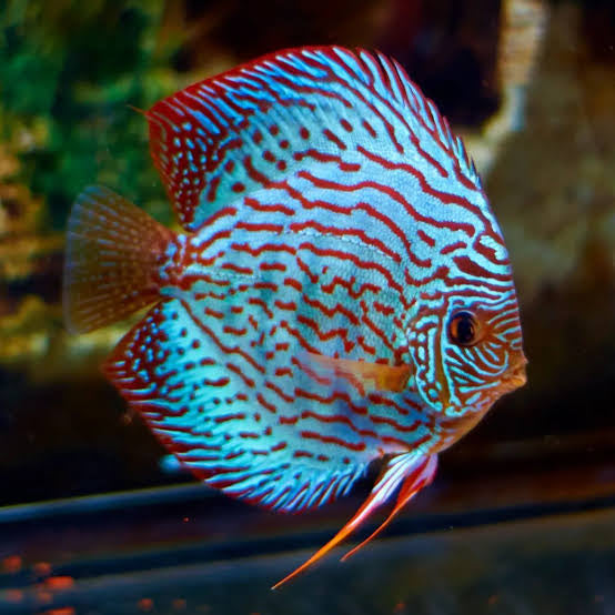 Blue Turquoise Discus 9cm