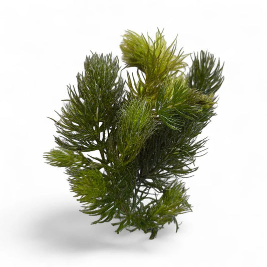 Foxtail / Hornwort Ceratophyllum demersum