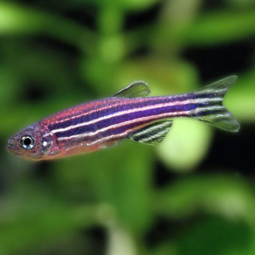 Zebra Danio 2cm (5x Fish)