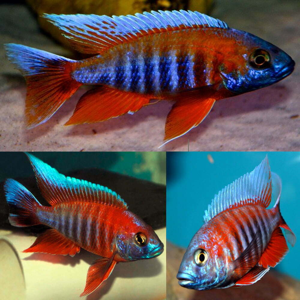 Jacobfreibergi Peacock Cichlid 5cm