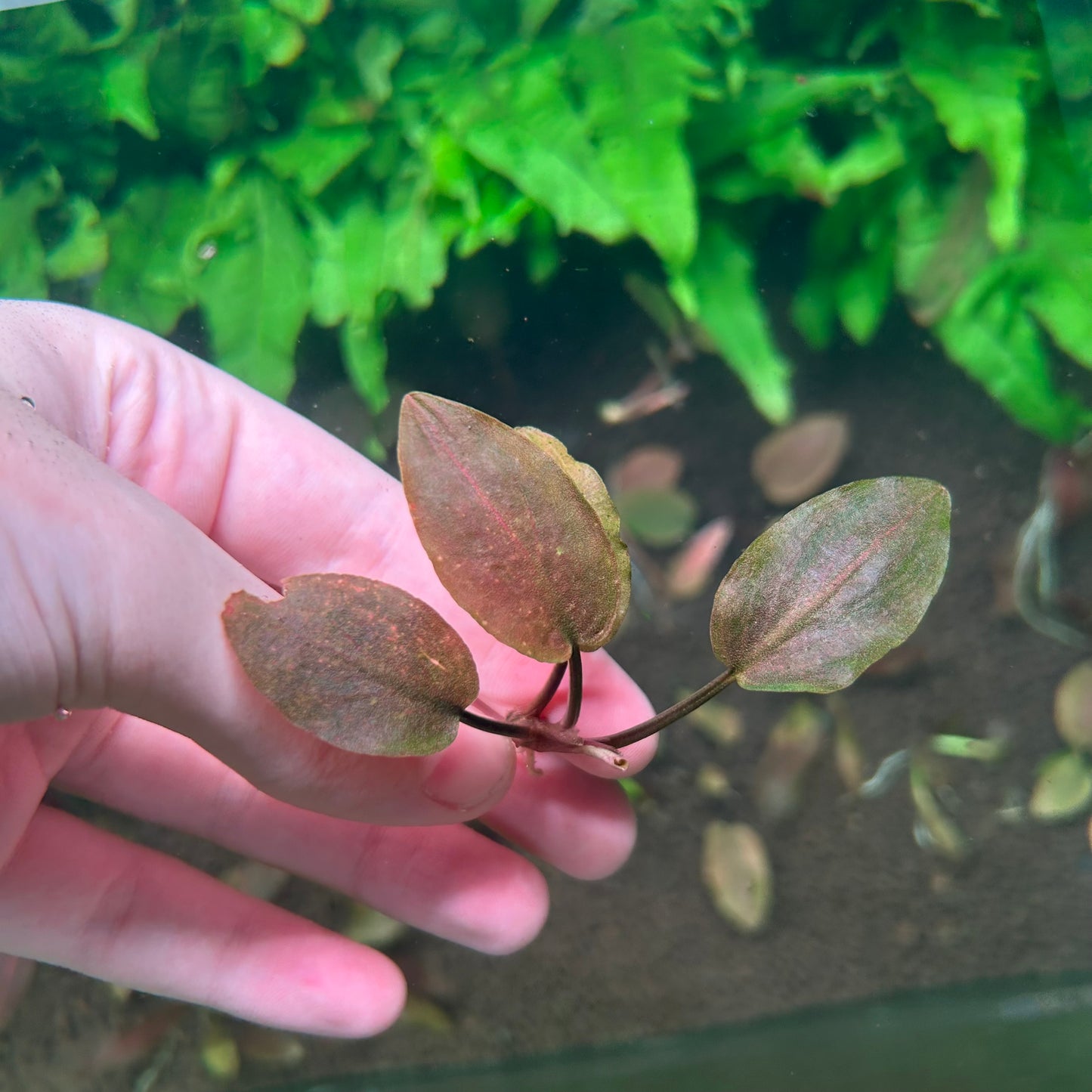 Lagenandra Meeboldii Red