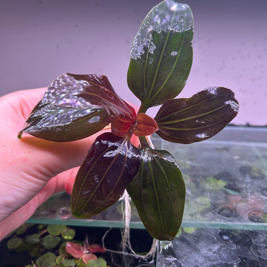 Echinodorus Iguazu 2009 Red - Aquarium Plant RARE