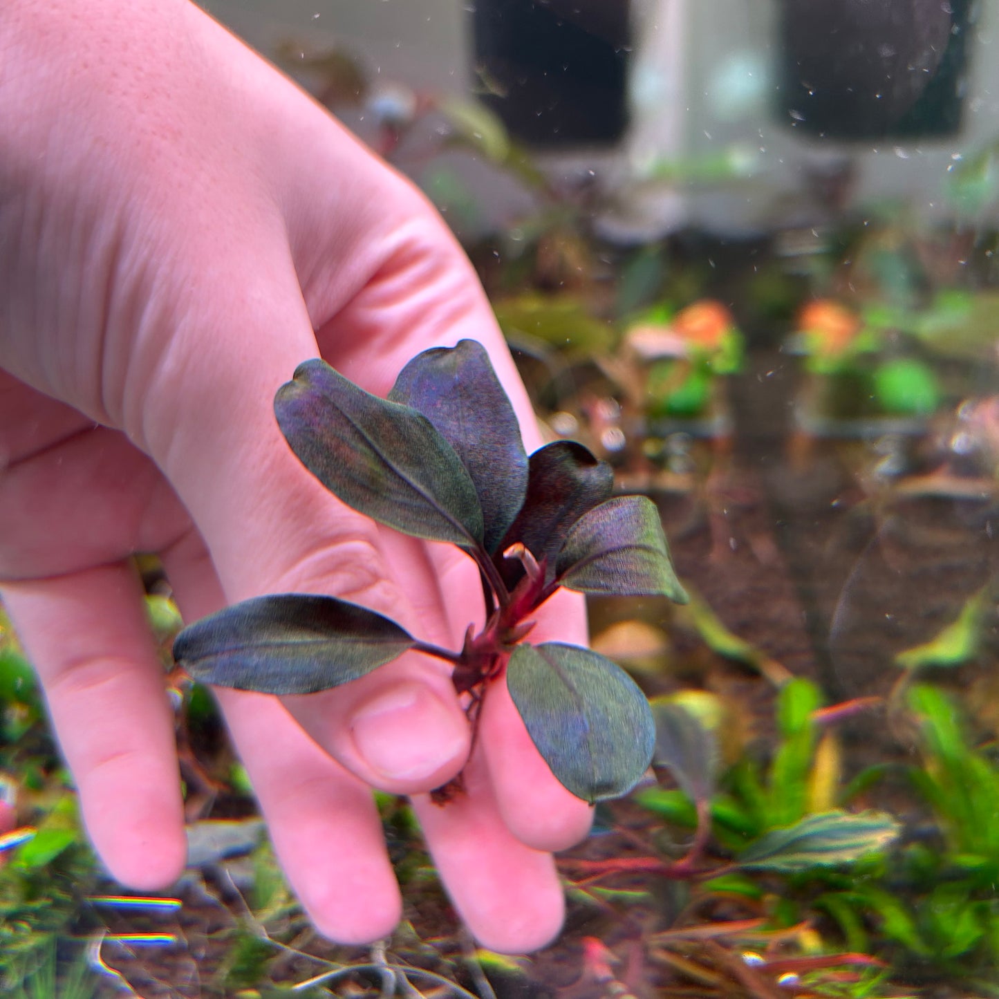 Bucephalandra Pandora Queen - Submersed grown 4-5 leaf + cutting
