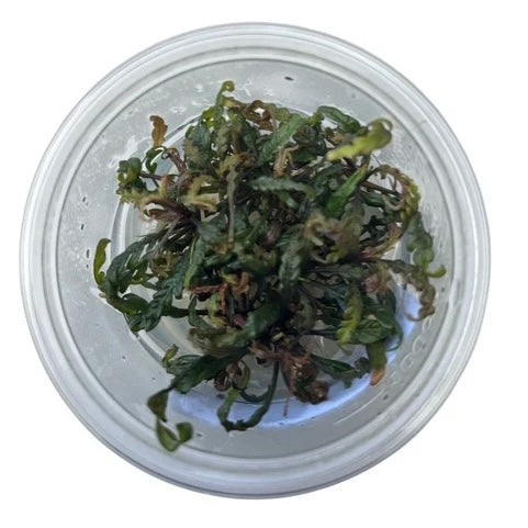 Hygrophila pinnatifida Tissue Culture