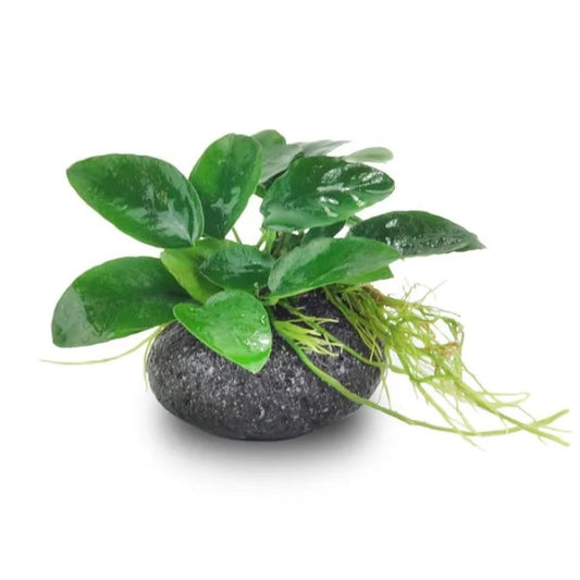 Anubias on Smooth Lava Rock - Small