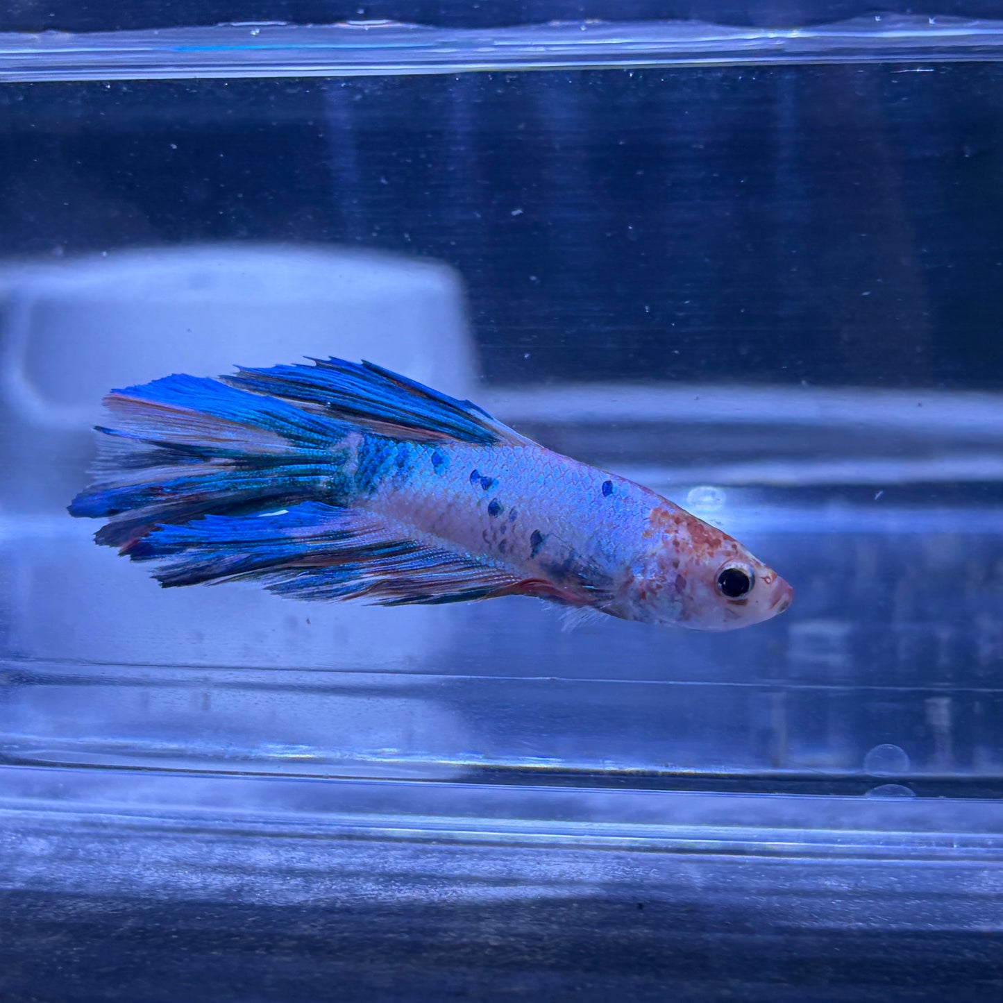Halfmoon Multicolour/Koi Male Betta 3.5cm (G)
