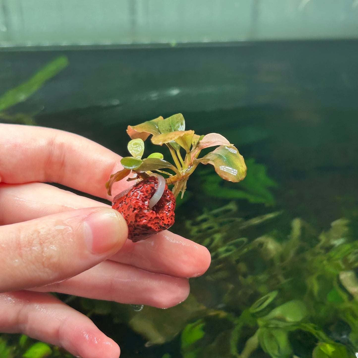 Assorted Submersed Bucephalandra