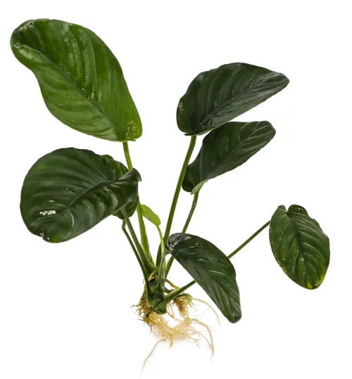 Anubias Jenny