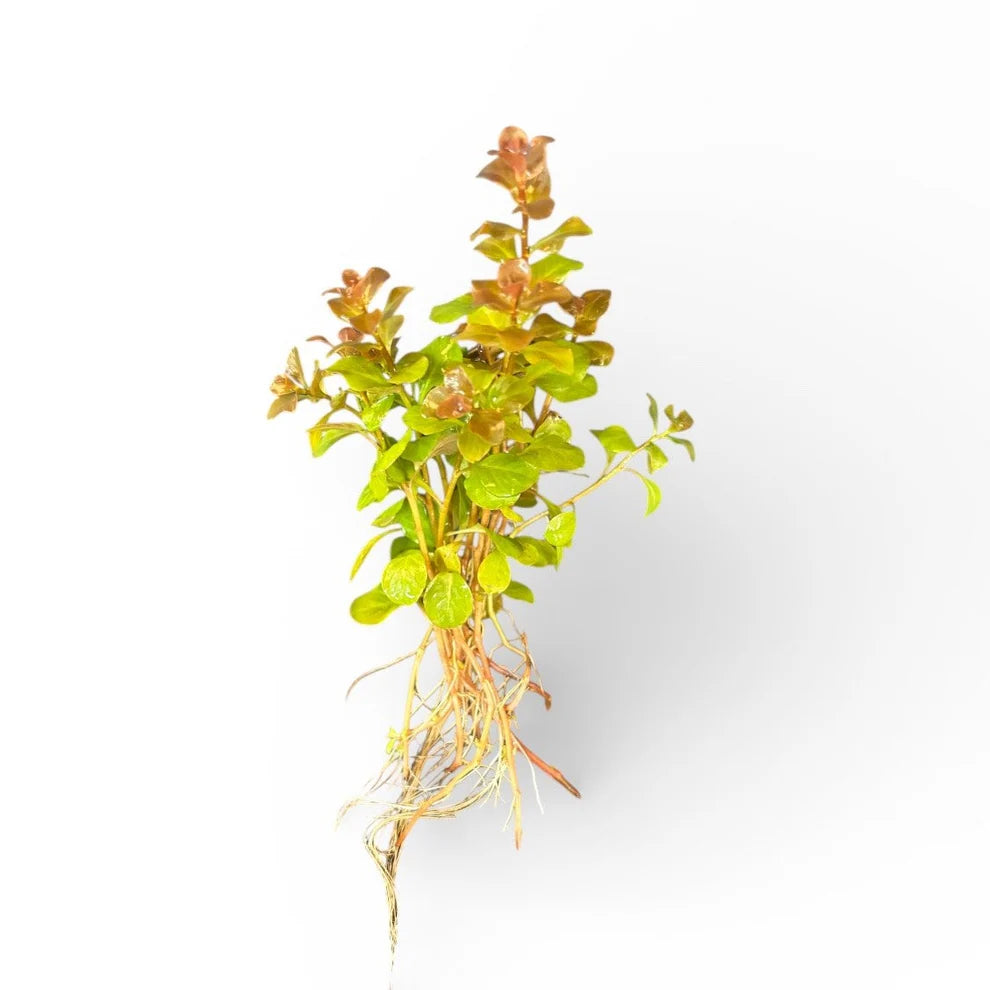 Ludwigia ovalis