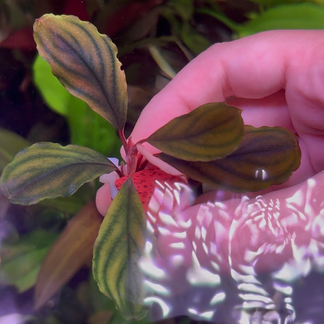 Assorted Bucephalandra ★