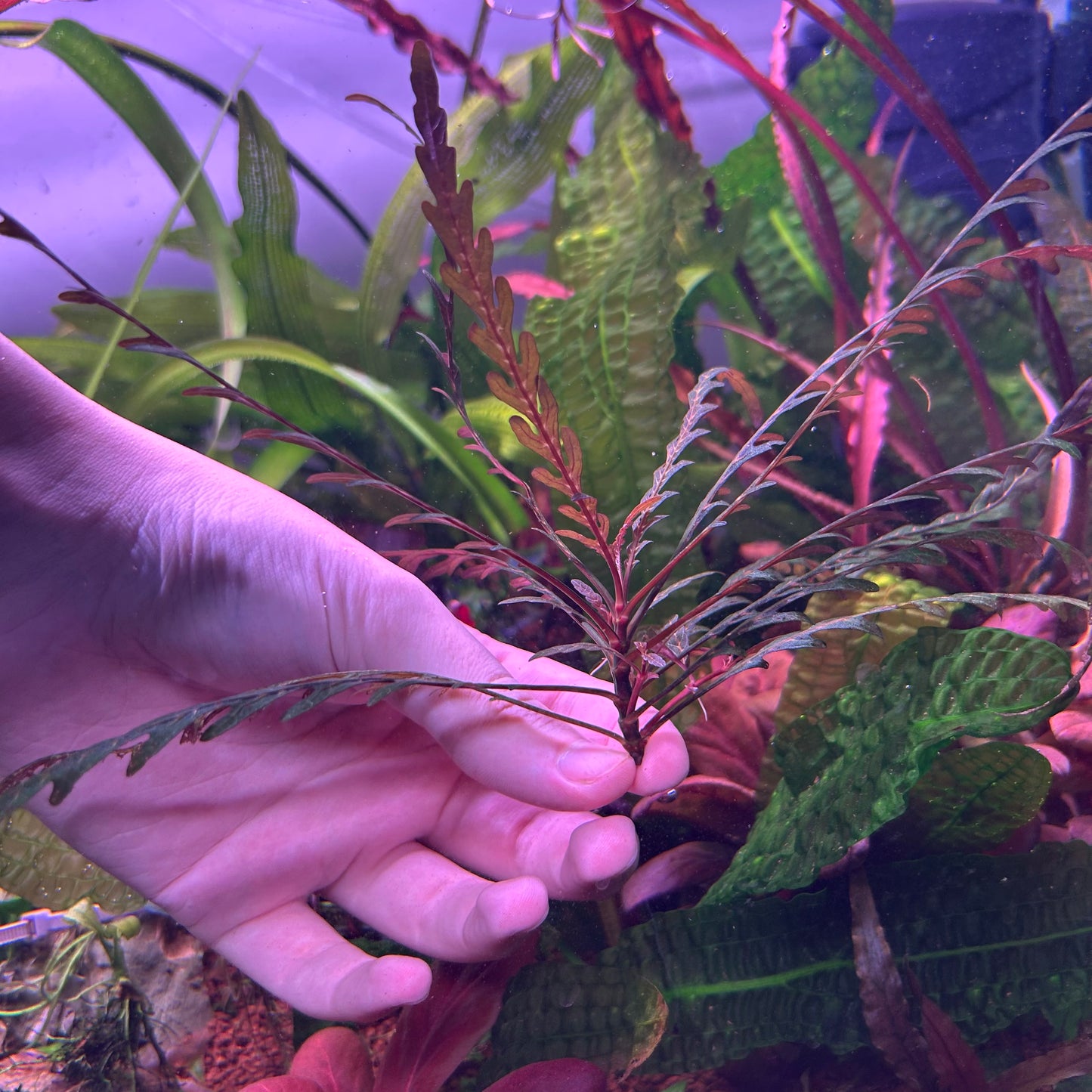 Hygrophila Pinnatifida - Aquarium  Fish Tank Aquatic Plant (Assorted Sizes)