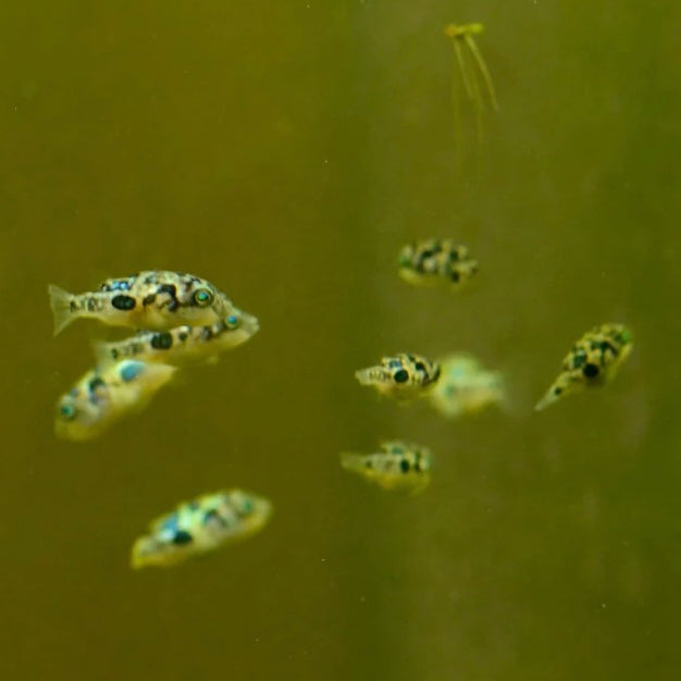 Pea Puffer 1cm
