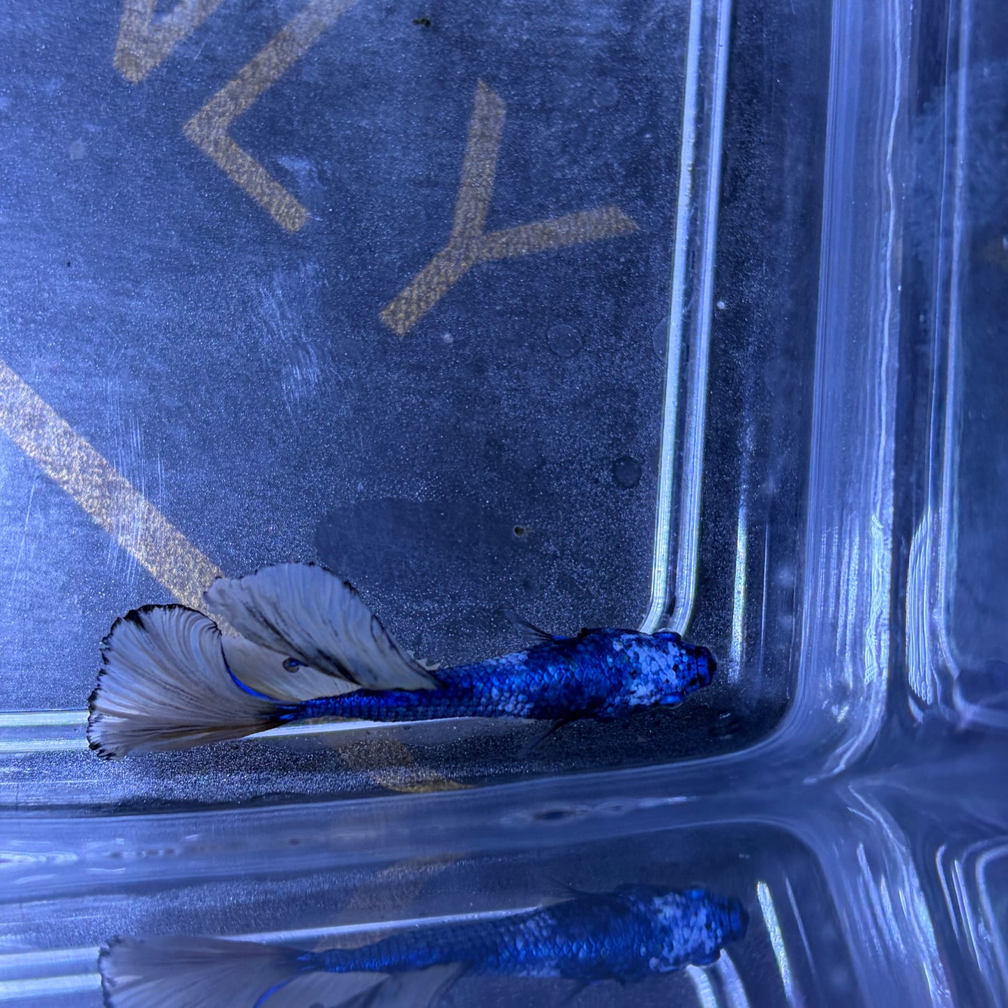 Super Delta Tail Male Betta 3.5cm (B)