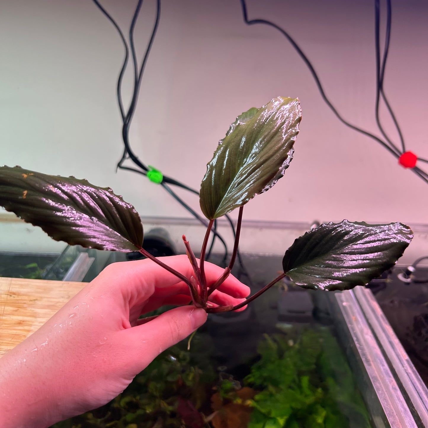 Furtadoa Sumatrensis Red ★