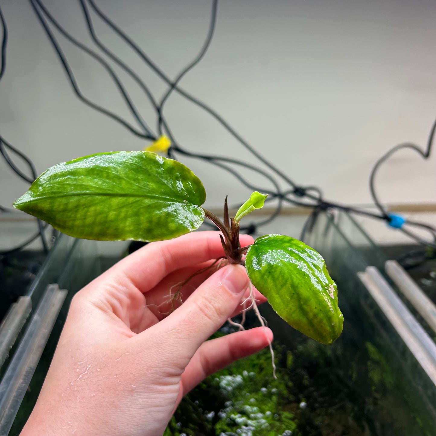 Lagenandra Meeboldii Green