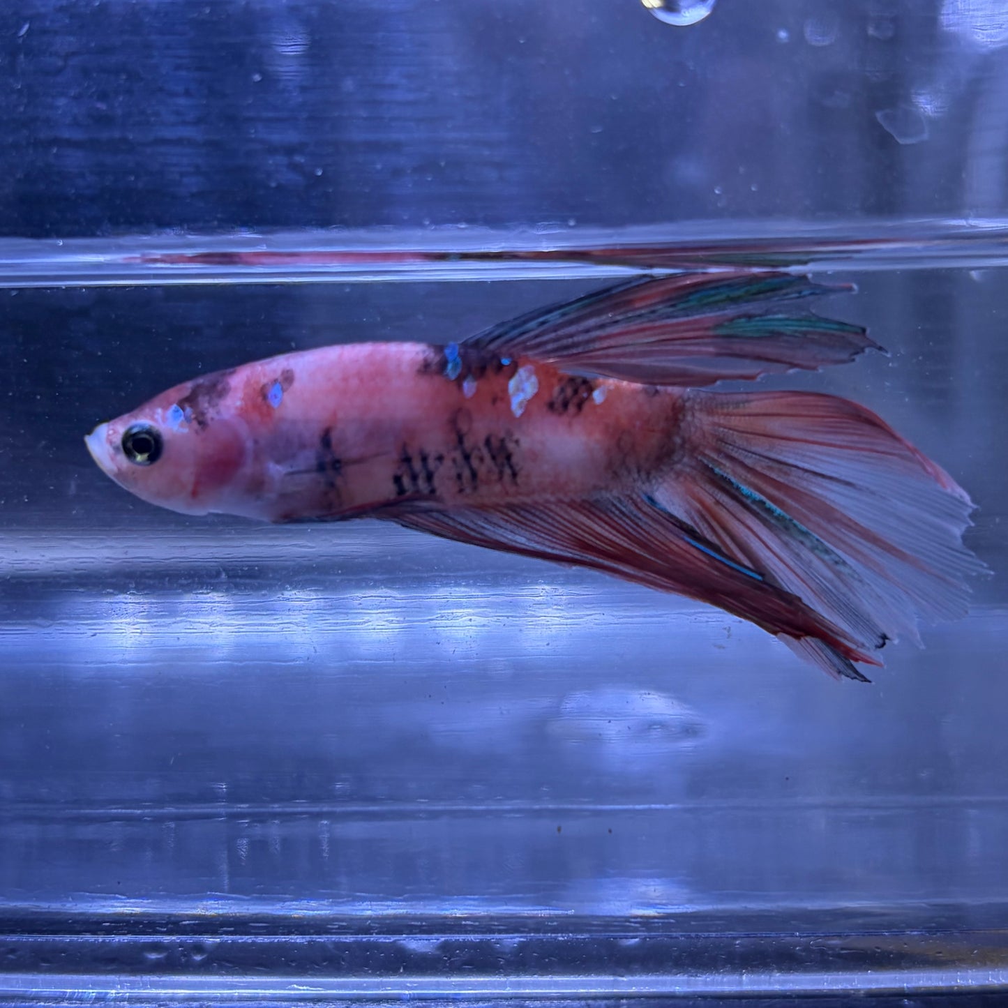Halfmoon Multicolour/Koi Male Betta 3.5cm (N)