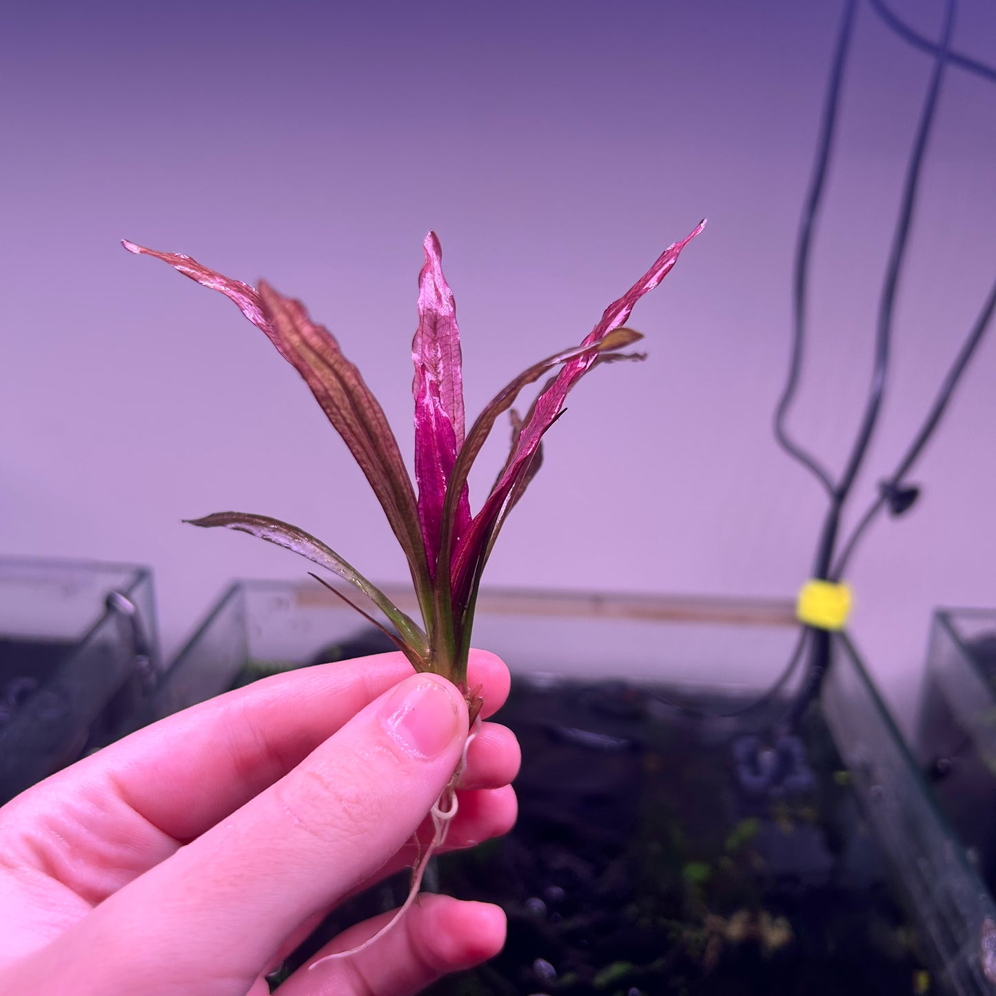 Echinodorus Pink Miracle ★