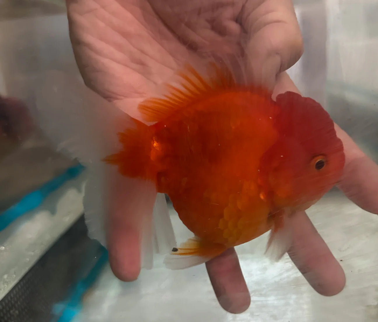 Thai Orchid Oranda Goldfish 8cm