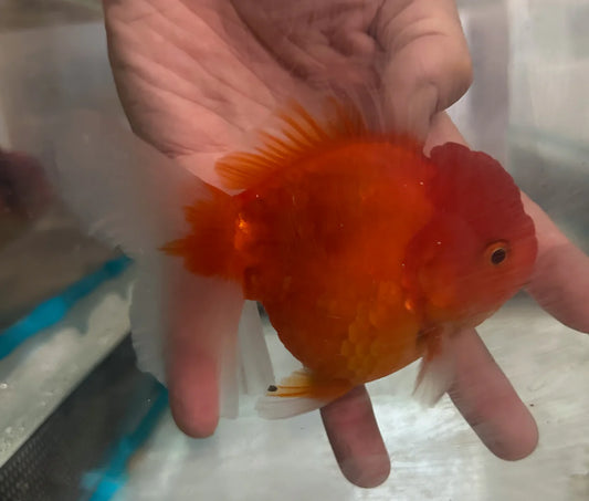 Thai Orchid Oranda Goldfish 8cm