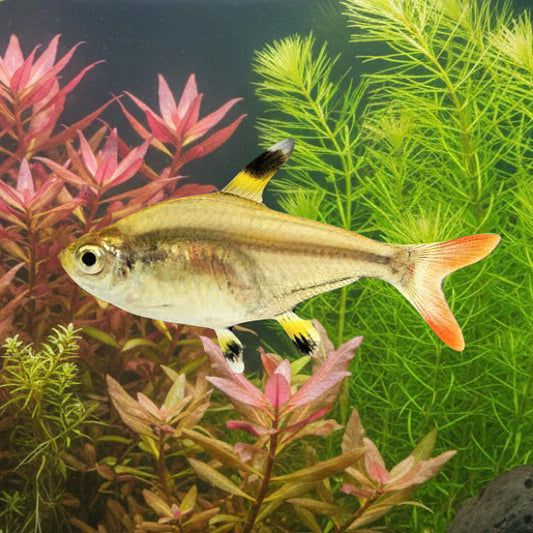 Golden Pristella Tetra 2.5cm (5x Fish)