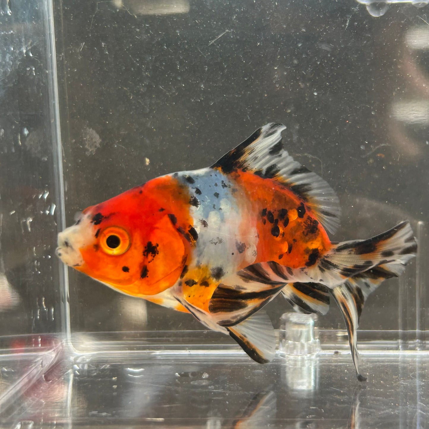 Calico Fantail Goldfish Carassius
auratus 7cm