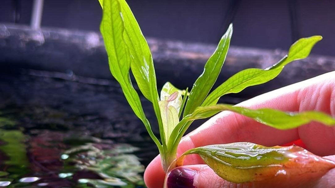 Echinodorus ‘White Flame’ Aquatic Fish Tank Plant