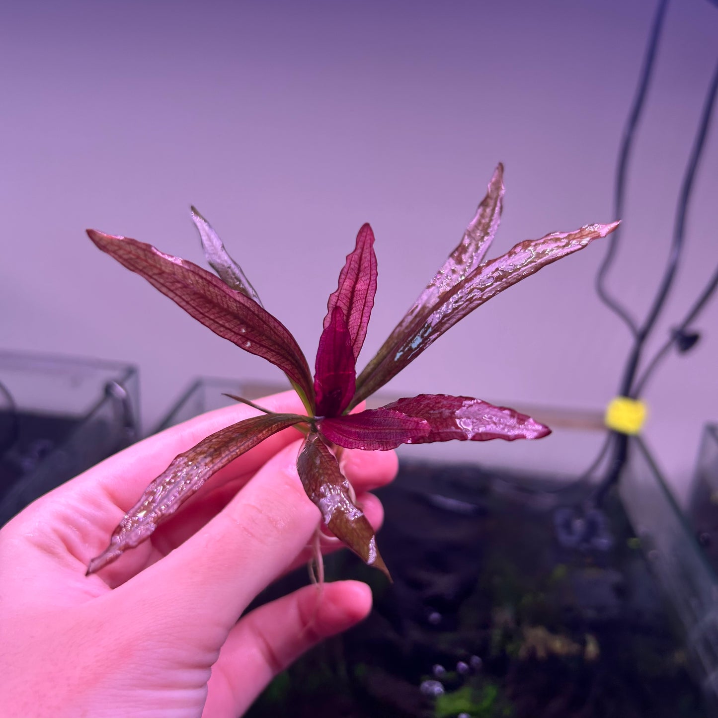 Echinodorus Pink Miracle ★