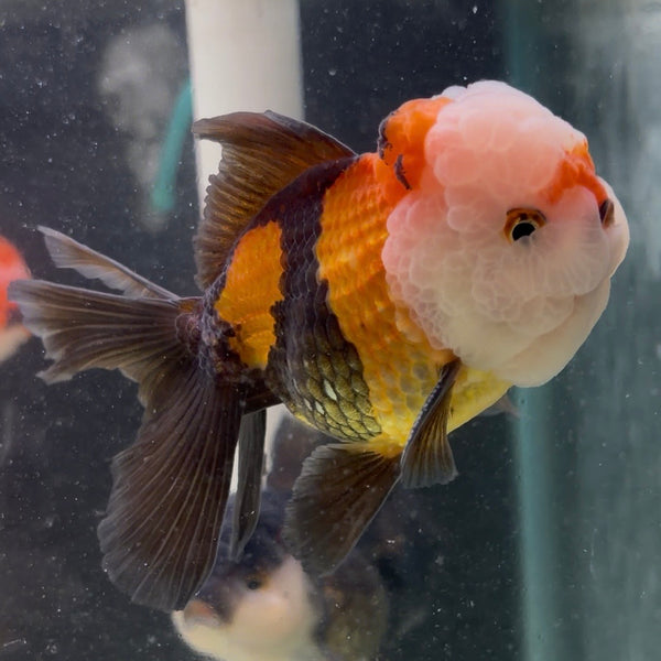 Tri Colour Oranda Tanchu 10cm
