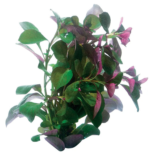 Ludwigia palustris