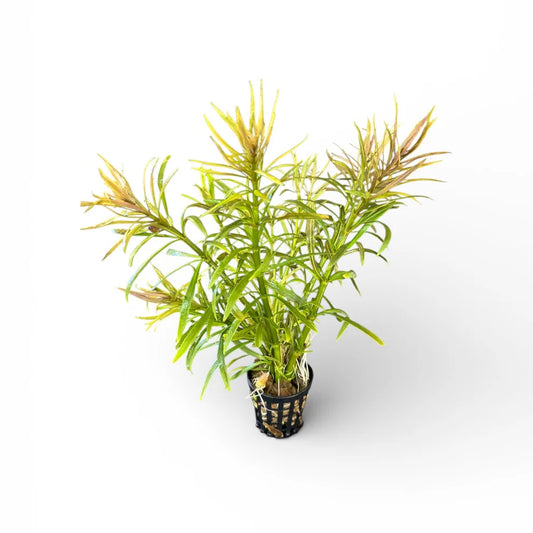 Eustralis Stellata aka Pogostemon stellatus