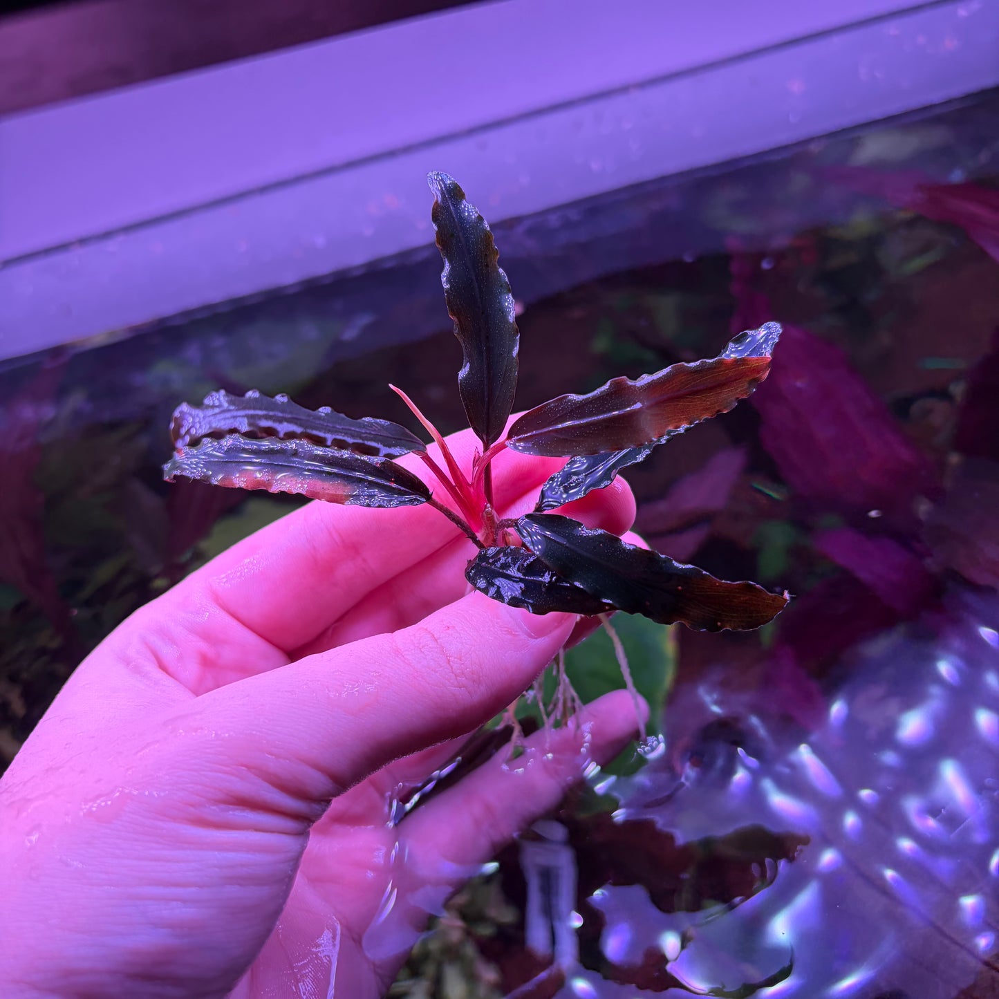 Assorted Bucephalandra ★