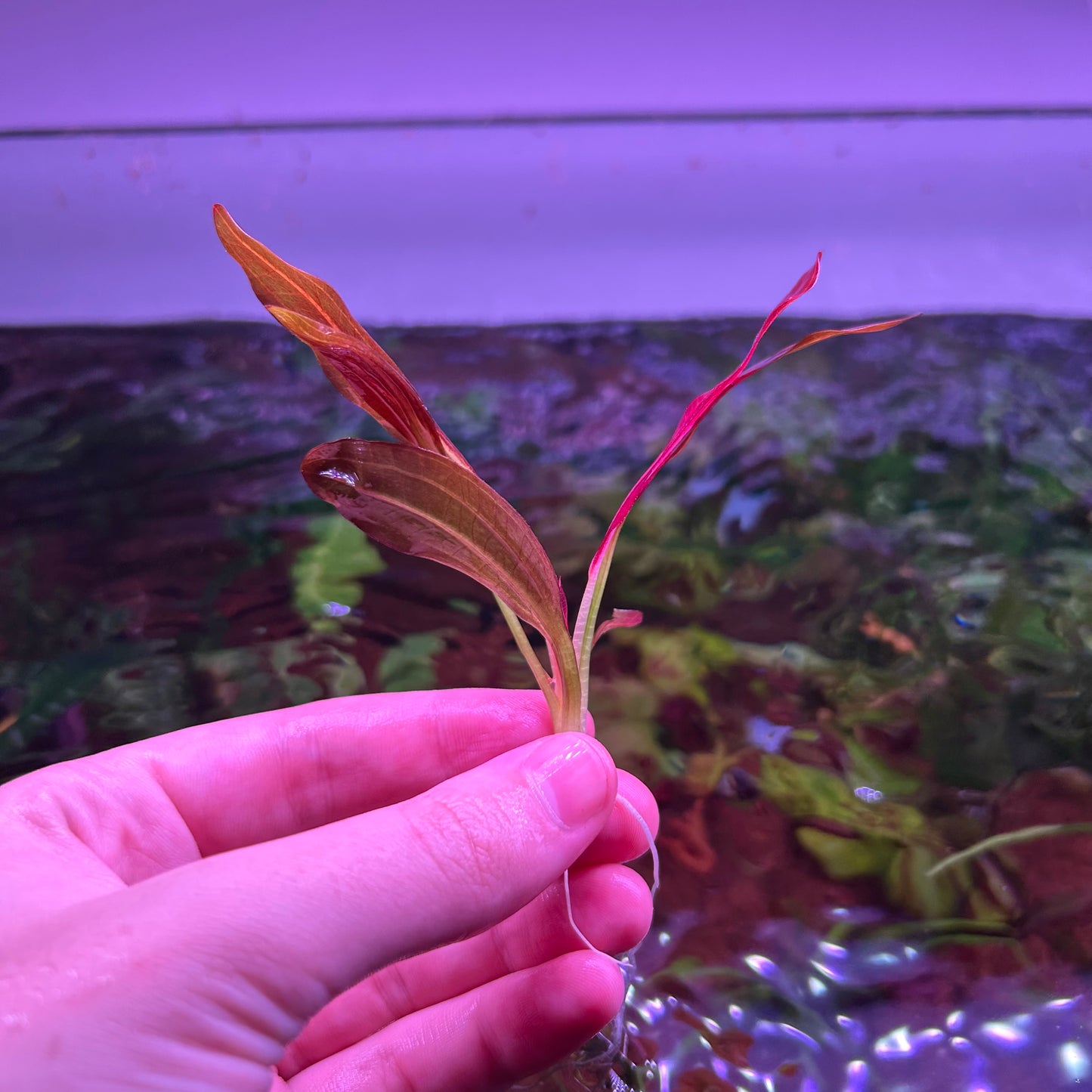 Echinodorus Red Chameleon Small ★