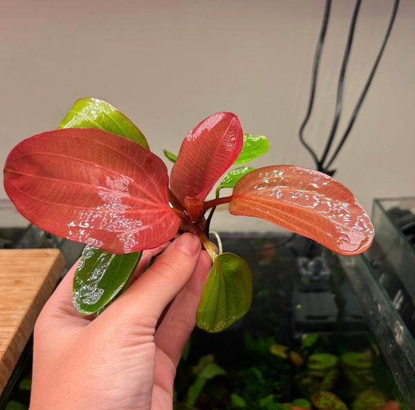 Echinodorus ‘Big Bear’ Special