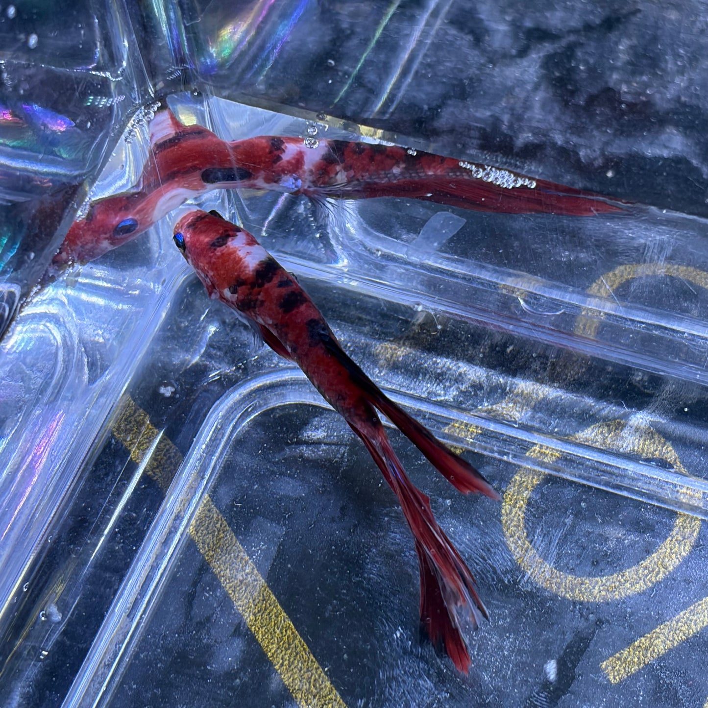 Giant Halfmoon Multicolour/Koi Male Betta 5-6cm (D)