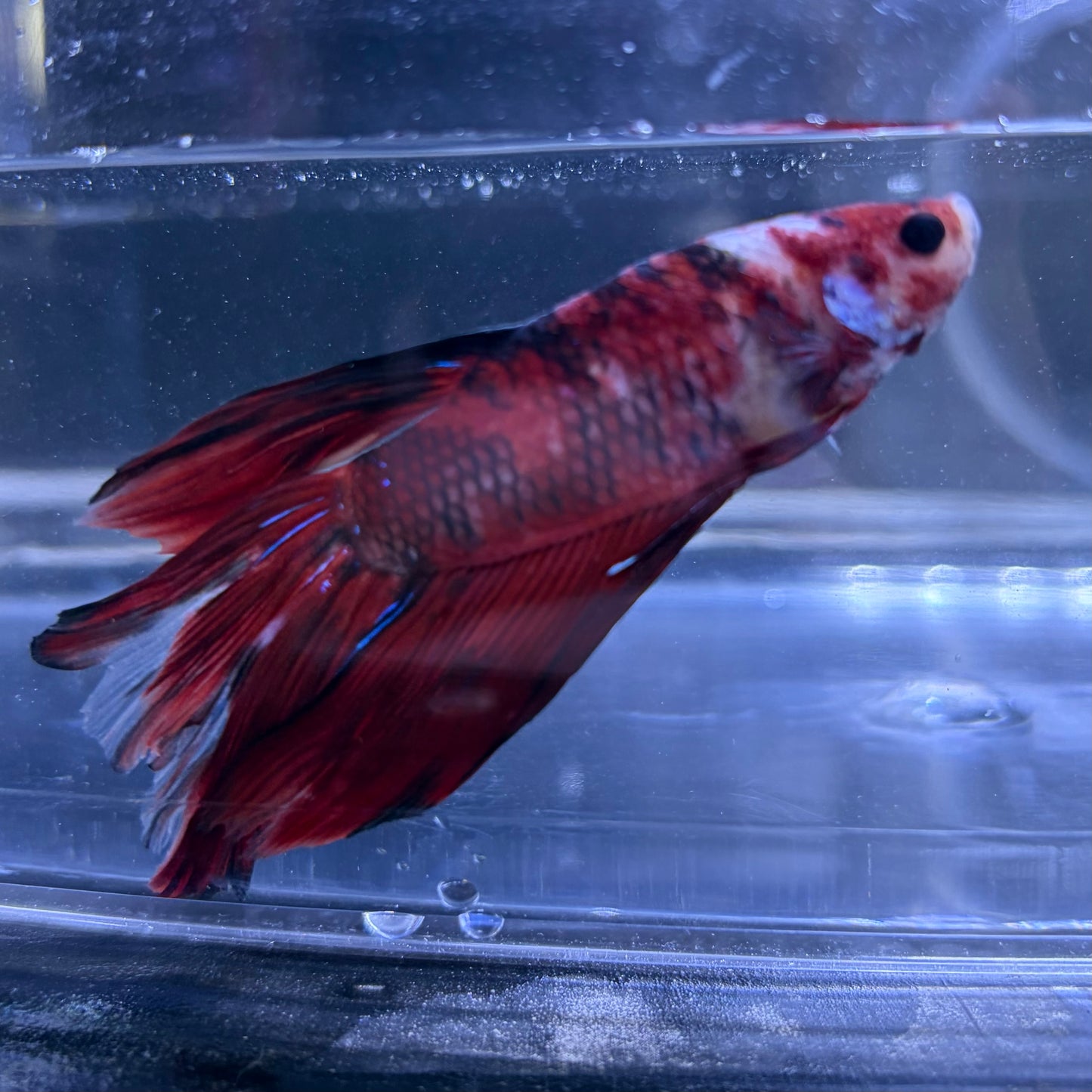 Giant Halfmoon Multicolour/Koi Male Betta 5-6cm (D)