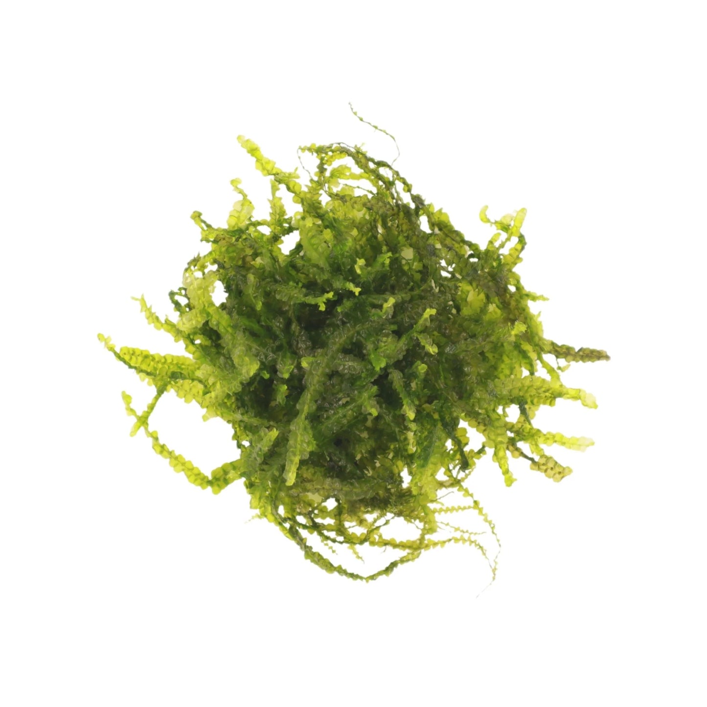 Cameroon Moss - AquaLabs