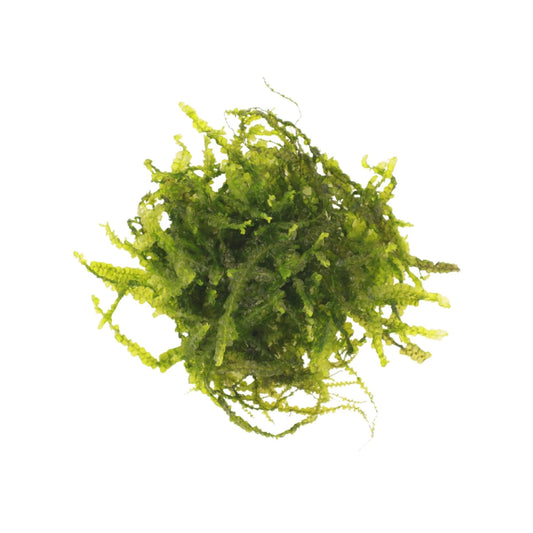 Cameroon Moss - AquaLabs