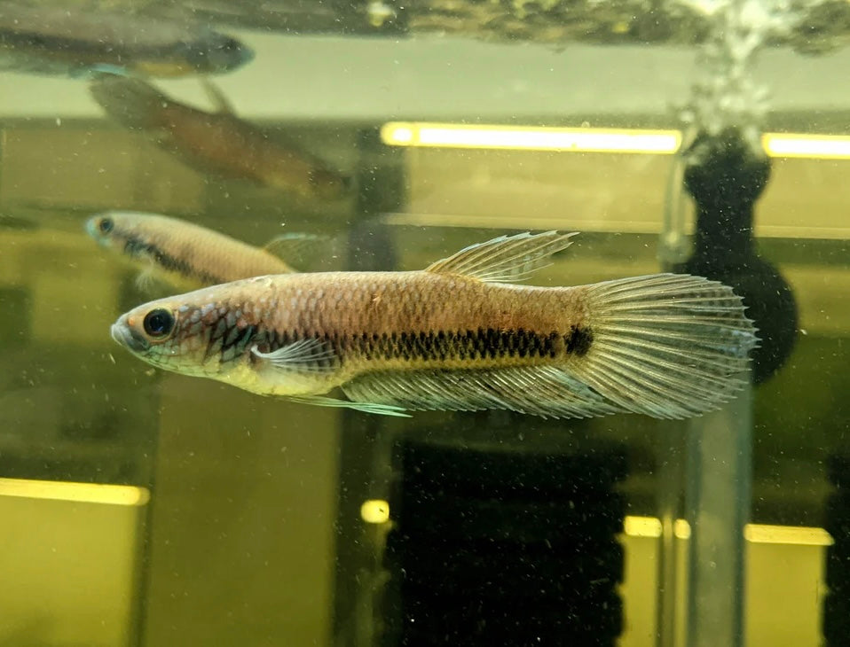 Betta Antuta Wild Pair 7-10cm