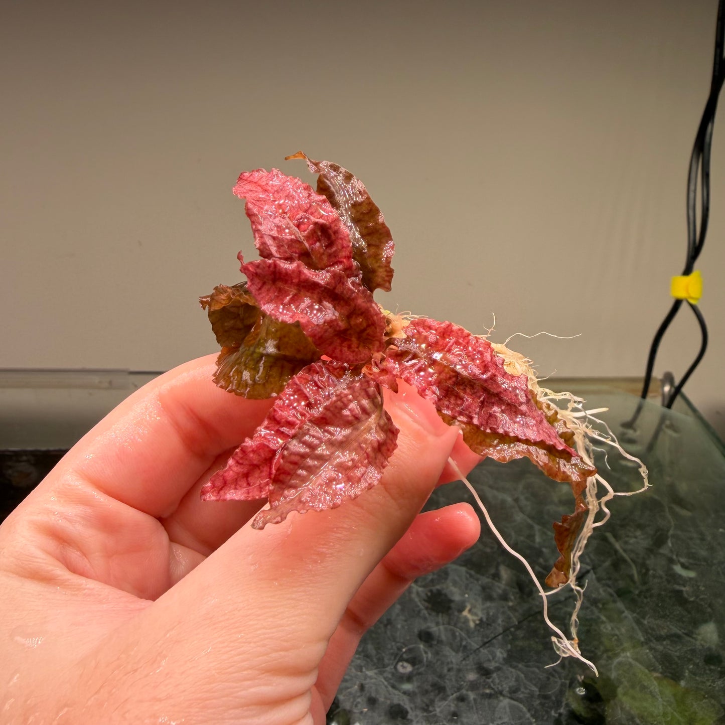 Crypt Wendtii Pink Flamingo