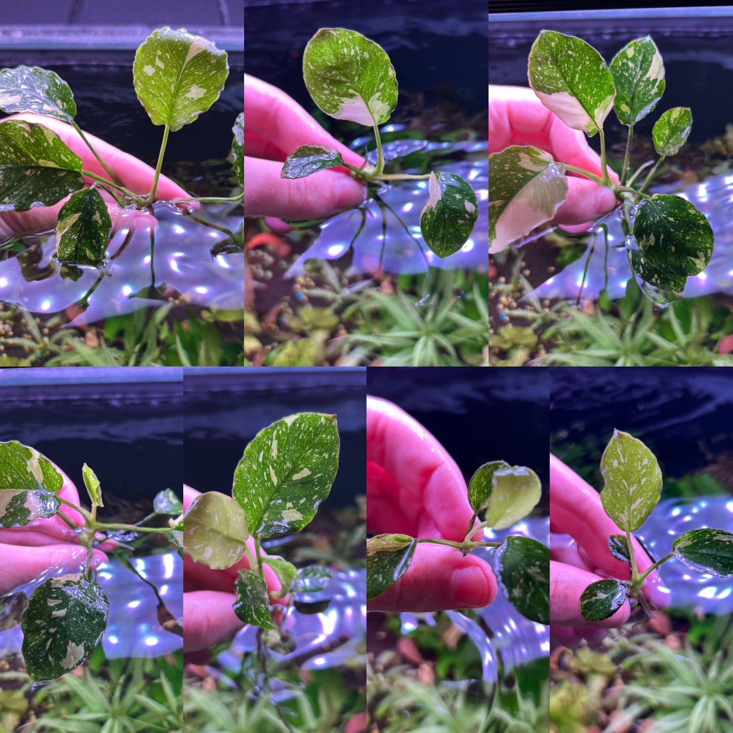 Large Type Anubias Panda (Random Size)- Aquarium Fish Tank Aquatic Plant