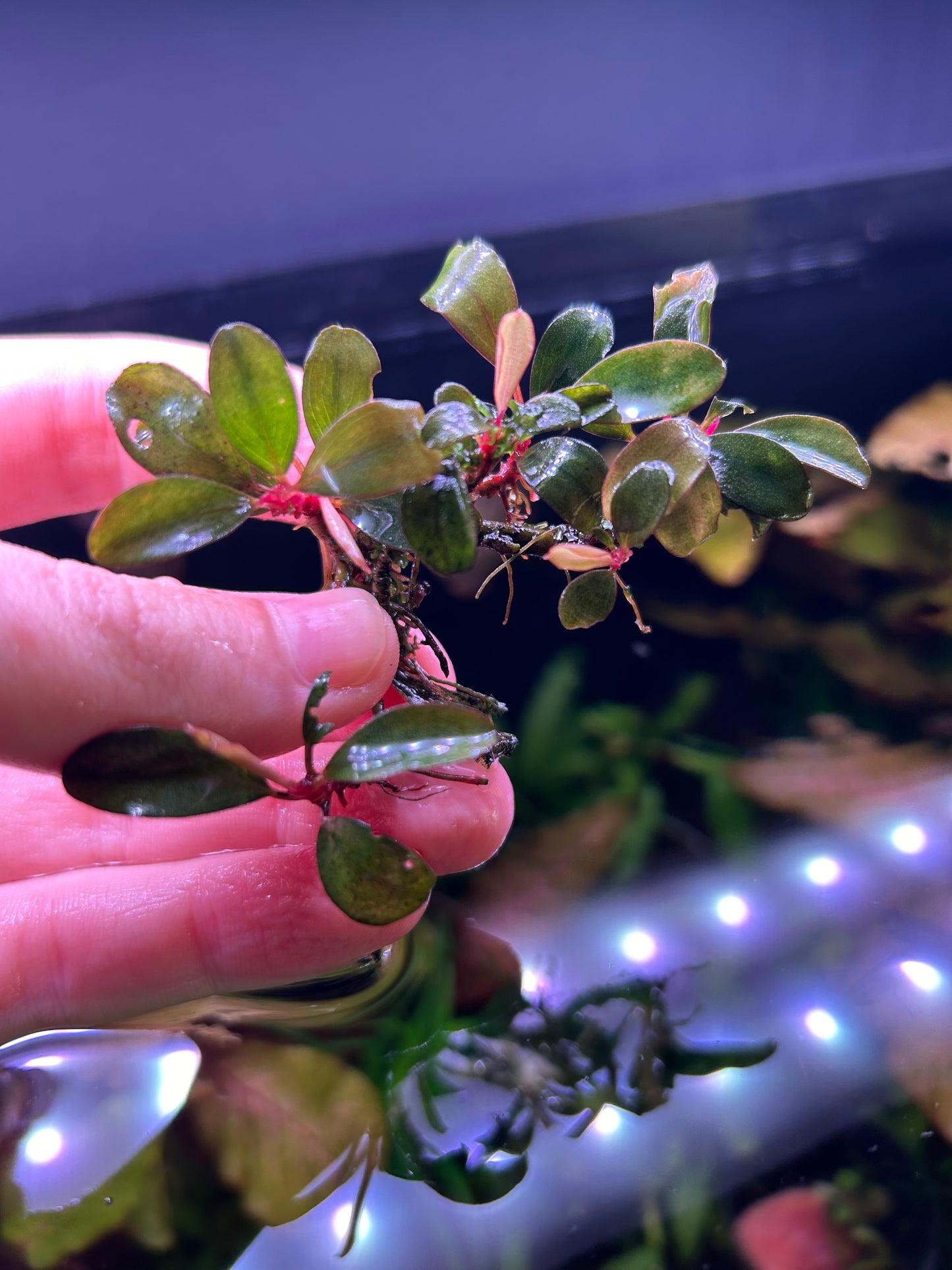 Bucephalandra Kir Royale - Aquarium Fish Tank Aquatic Plant