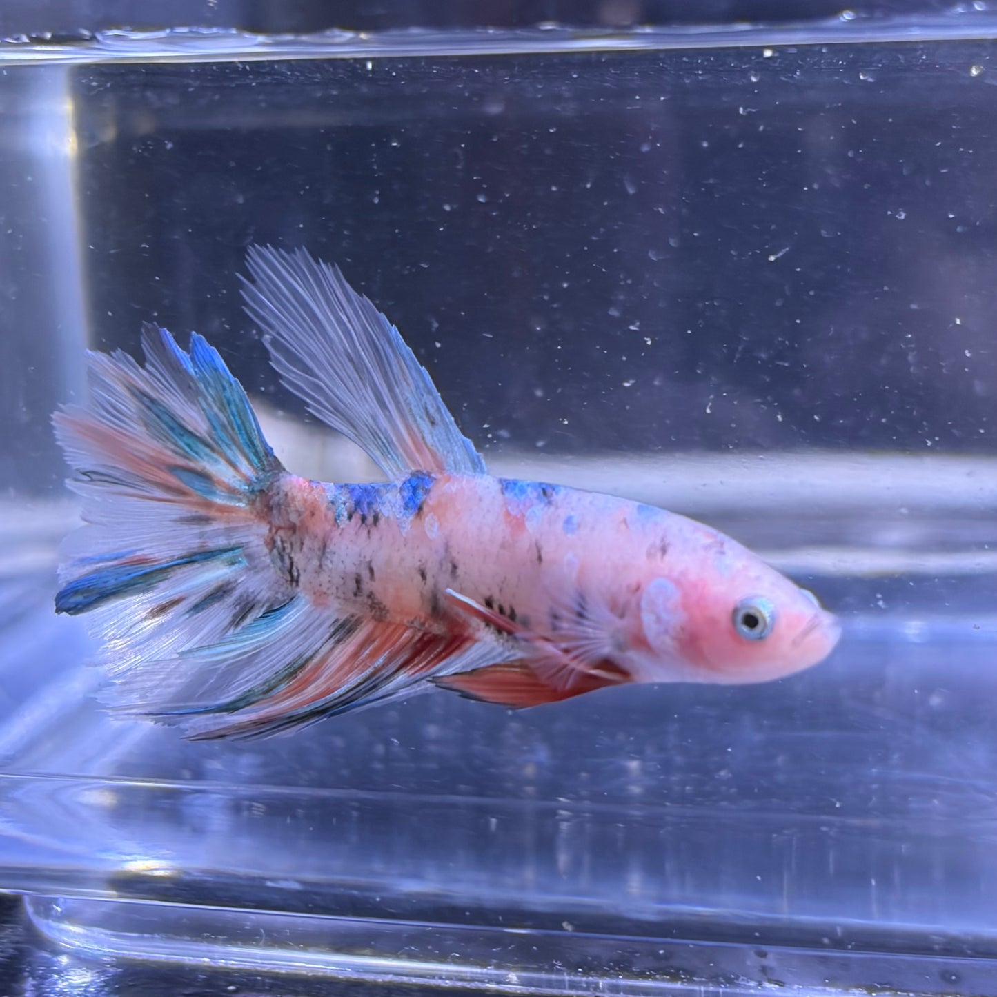 Giant Halfmoon Multicolour/Koi Male Betta 5-6cm (C)