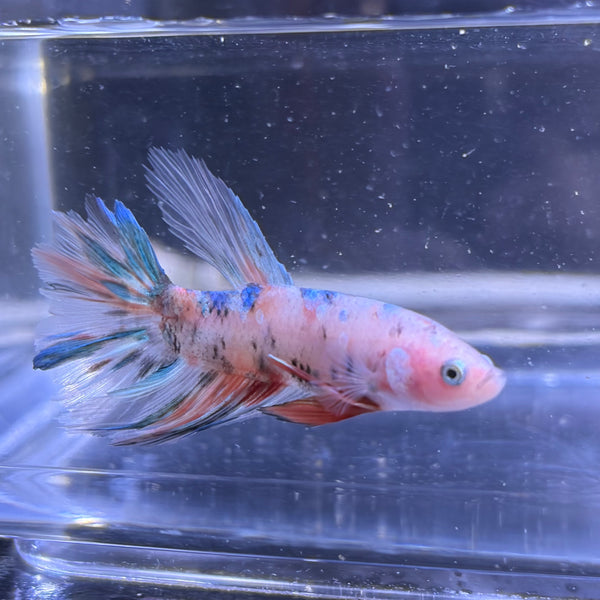 Giant Halfmoon Multicolour/Koi Male Betta 5-6cm (C)
